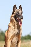 MALINOIS 758